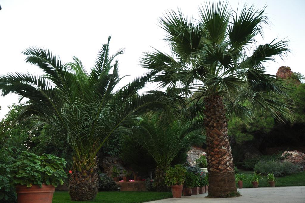 Palm Court Suites Ayvalı Eksteriør billede